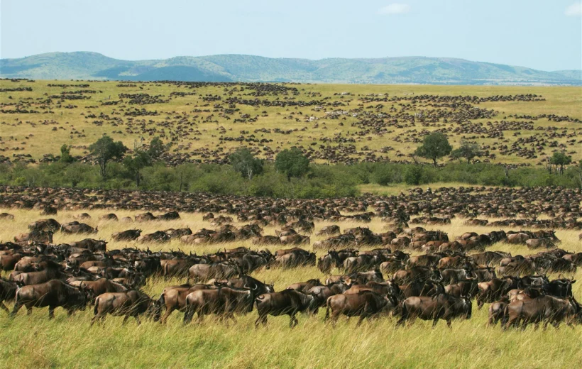 2 Days Fly In Maasai Mara Experience