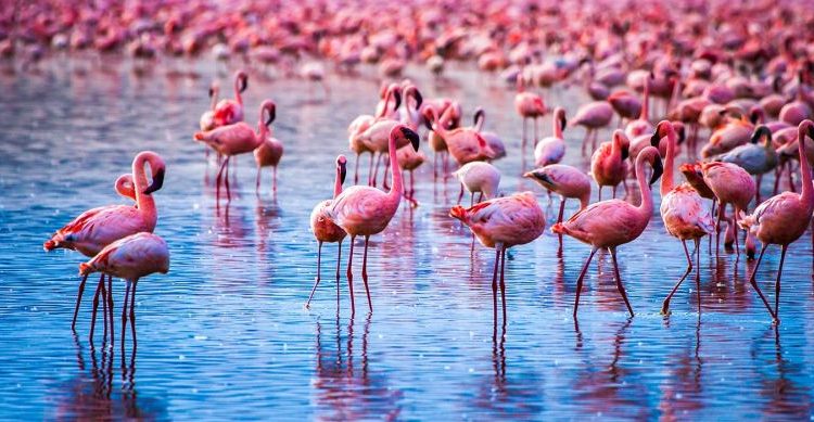 6 Days Samburu, Lake Nakuru & Amboseli Safari From $1,000 USD