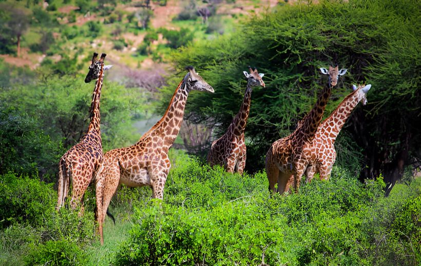 4 Days Tsavo East/West & Amboseli Private Safari From $635 USD