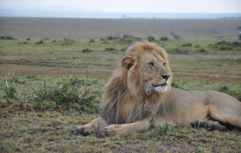 3 Days Maasai Mara Safari