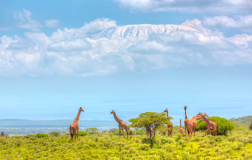 6 Days Masai Mara, Lake Nakuru & Amboseli Safari $900 PP (USD)